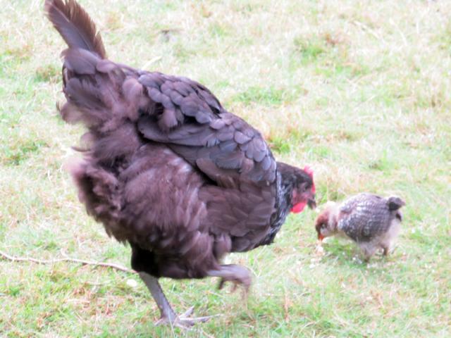 89230_chicks4wks-2.jpg