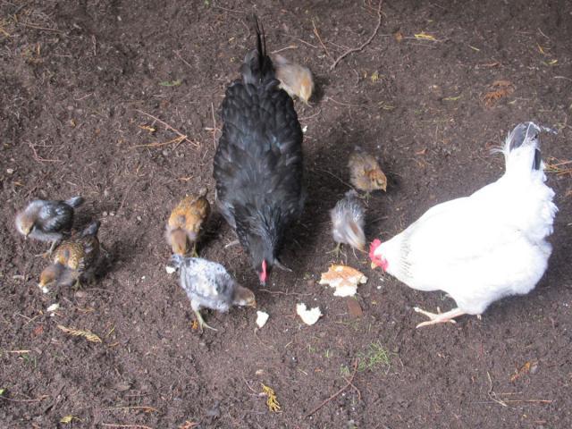89230_chicks4wks-3.jpg