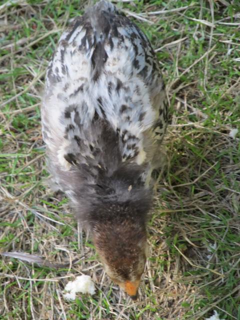 89230_chicks4wks-5.jpg