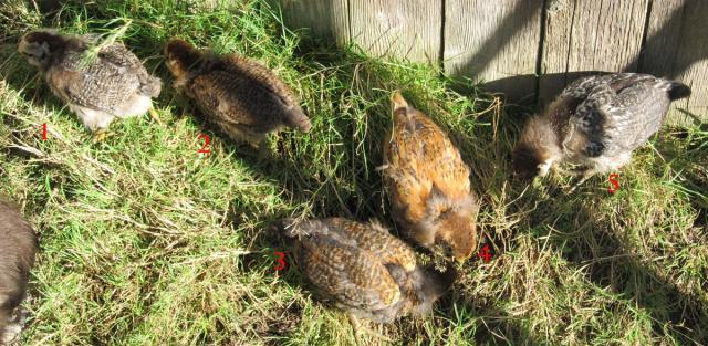 89230_chicks4wks-8.jpg