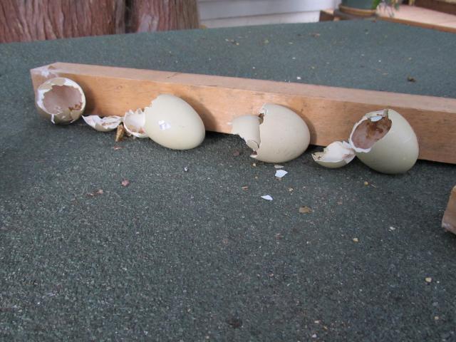 89230_chicks_-_juno_048.jpg