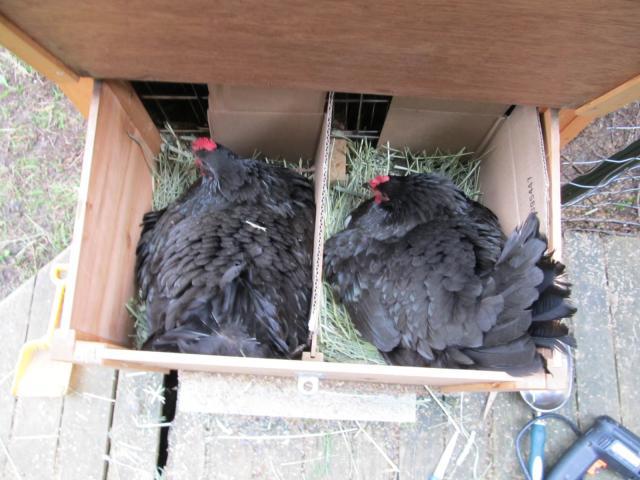 89230_fluffy_chickens_004.jpg