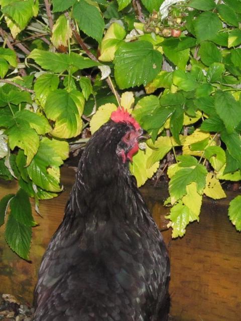 89230_marans-2.jpg