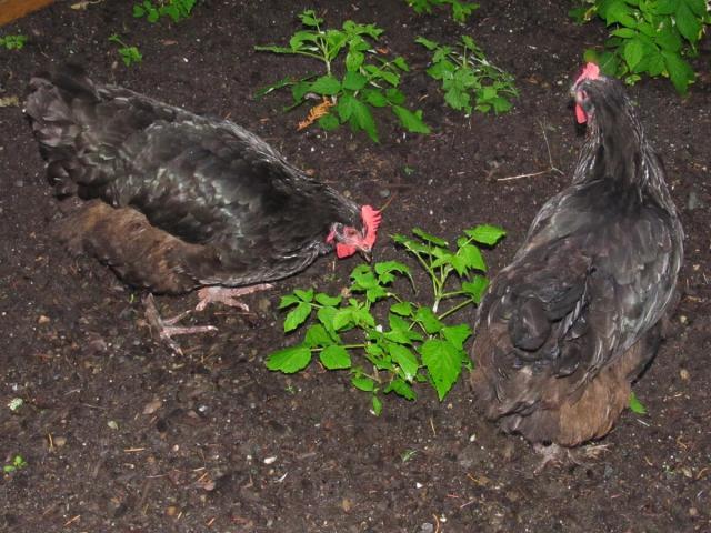 89230_marans-3.jpg