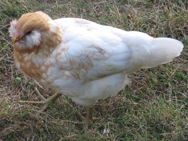 89230_pullet-1b.jpg