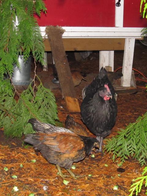 89230_pullet-3.jpg