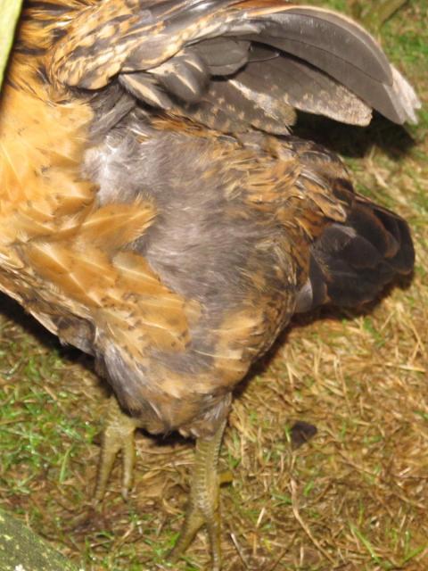 89230_pullet-4.jpg