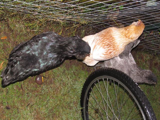 89230_pullet-6.jpg
