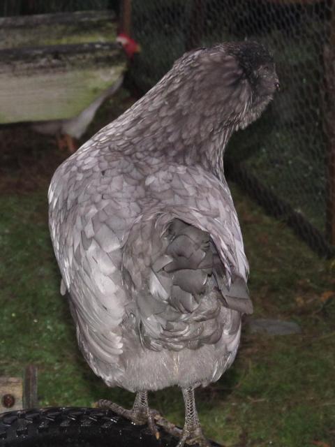 89230_pullet-7.jpg