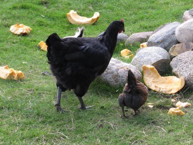 89230_pullet-8.jpg