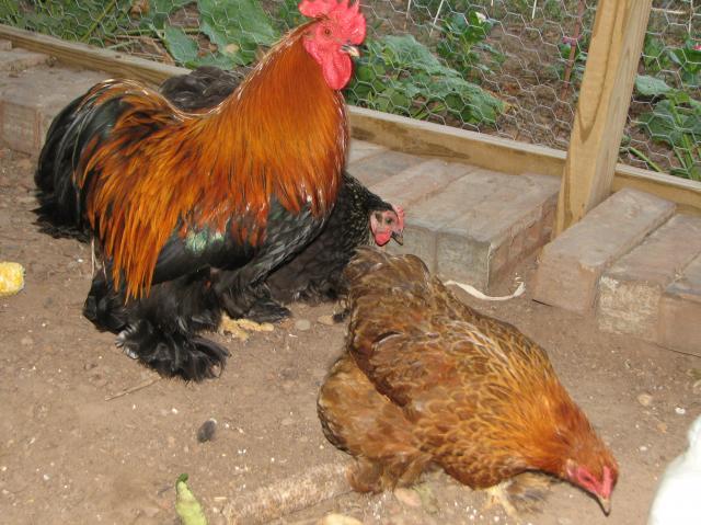 89232_garden_chickens_july_2011_014.jpg
