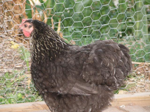 89232_garden_chickens_july_2011_021.jpg