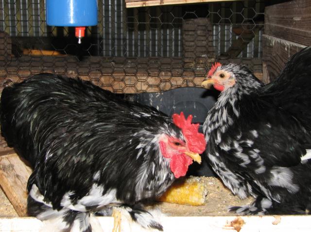 89232_garden_chickens_july_2011_048.jpg