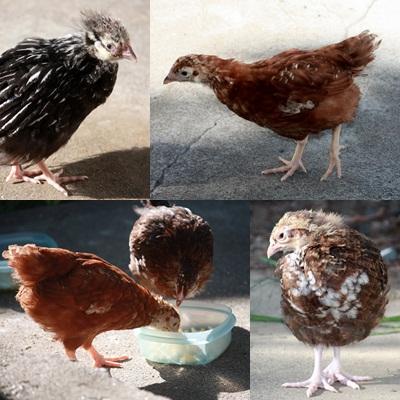 89236_chick_page.jpg