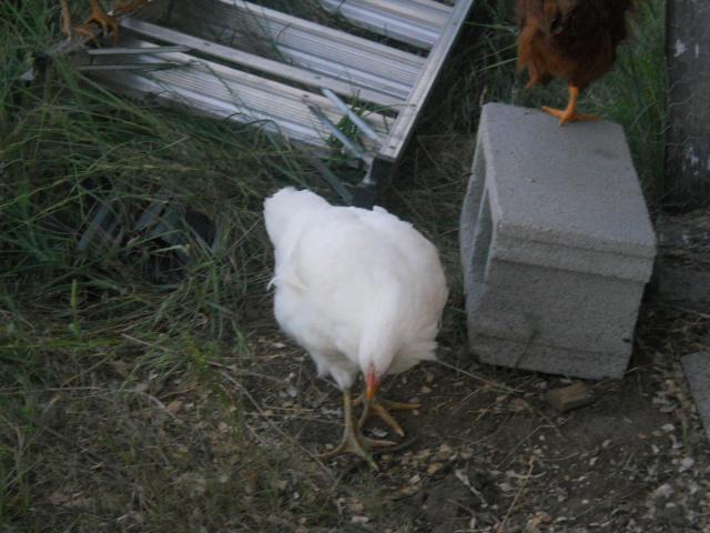 89245_dscn0824-2.jpg