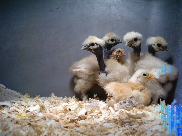 8928_silkie_chicks_025.jpg