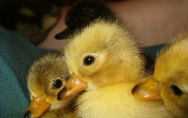8928_tiny_call_ducks_007.jpg