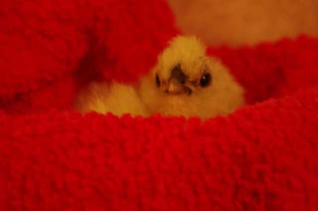 89326_chick_1q.jpg
