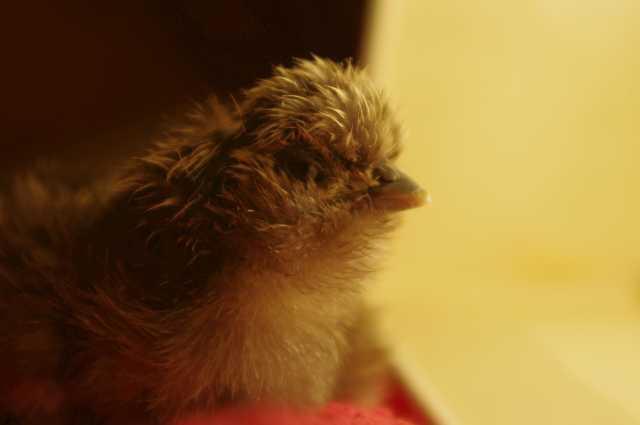 89326_chick_2q.jpg