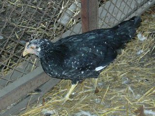 8932_dscn0025.jpg