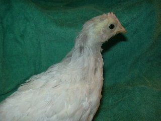 8932_mysteryroo2.jpg