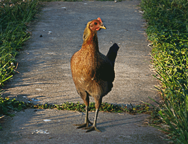 89420_chickens-aug2011-bbgame.png