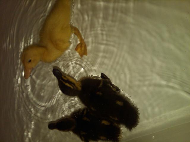 89426_img01089-20110510-1812.jpg