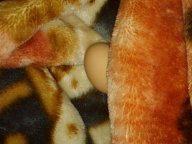 89426_img01524-20110903-1207.jpg