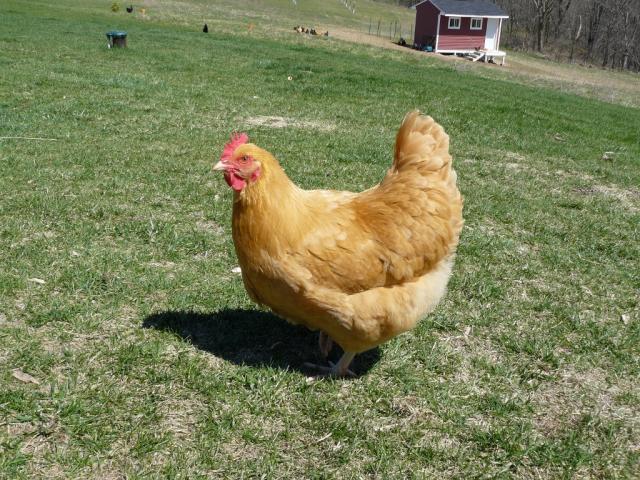 89437_prettyhen1.jpg