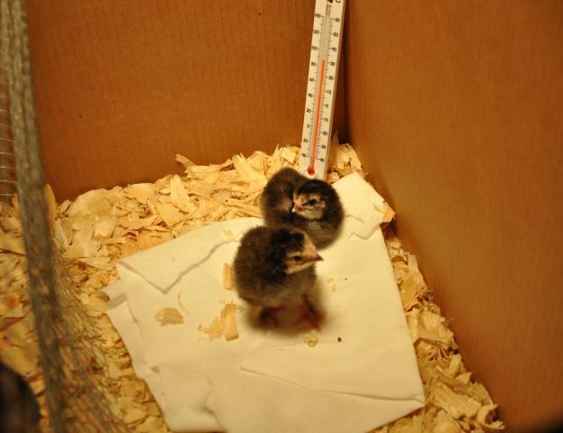 89480_first_2_to_hatch_light_brahmas_05_20_11.jpg