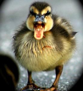 89513_baby-duckling-picture-276x300.jpg