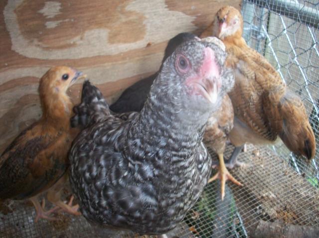 89528_chickens07_002.jpg