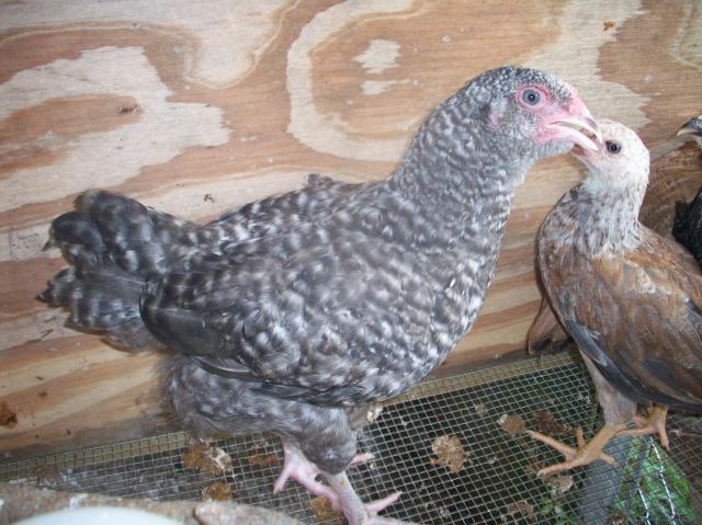 89528_chickens07_003.jpg