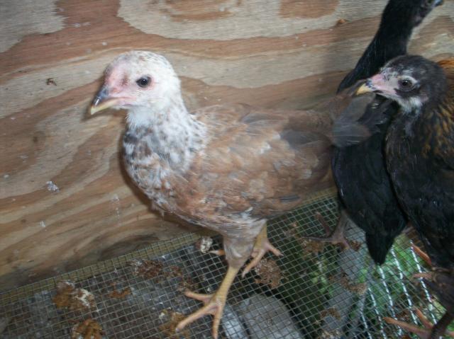 89528_chickens07_006.jpg