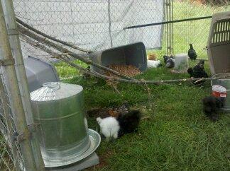 89567_chickens_n_gardens_091.jpg