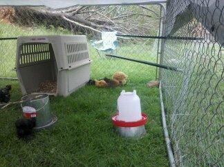 89567_chickens_n_gardens_092.jpg