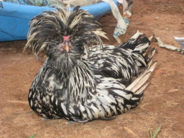 89567_silverlaced_roo.jpg