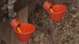 89609_cups.jpg