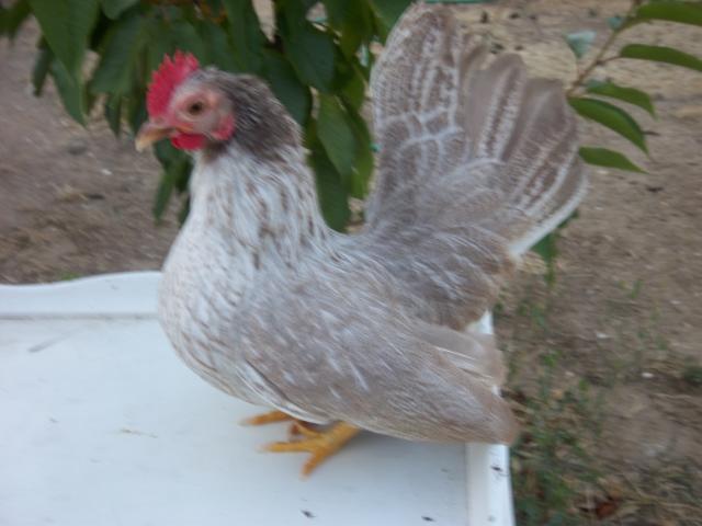 89615_birds_022.jpg