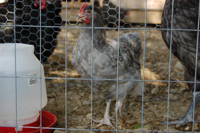 89643_hen-roo_006.jpg