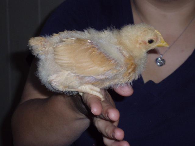 89696_cockerel2-1.jpg