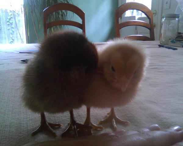 89696_new_chicks.jpg