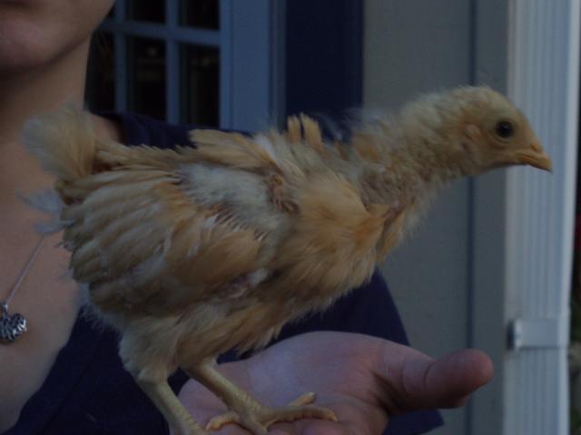 89696_pullet_2.jpg