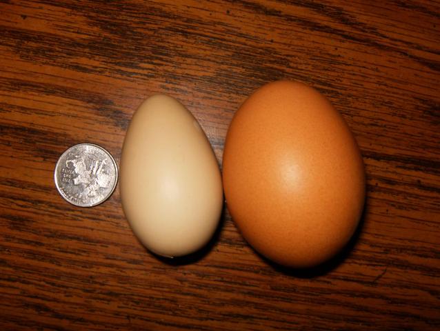 89751_eggs_5.jpg