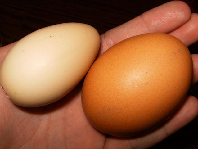 89751_eggs_6.jpg