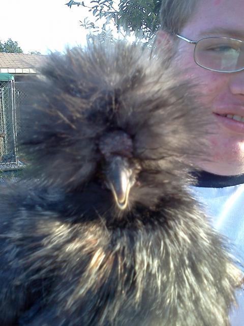 89767_chickens_011.jpg