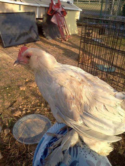 89767_chickens_019.jpg