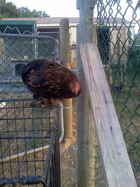 89767_chickens_028.jpg