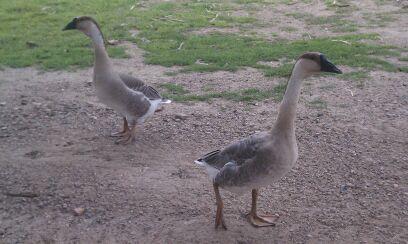 89771_goose4.jpg