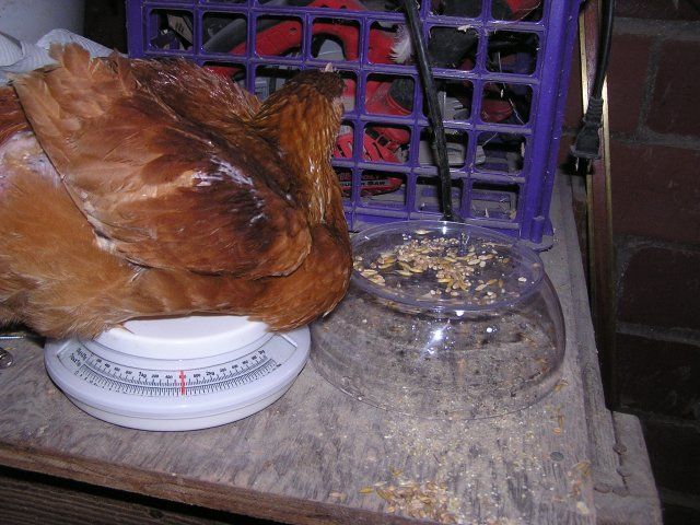 8978_broilers_6_weeks_003.jpg